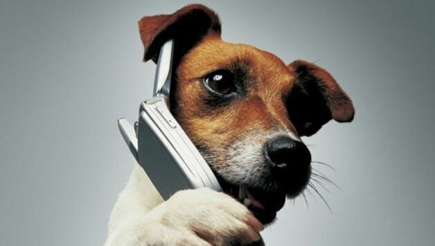 dog-on-phone-for-parrty